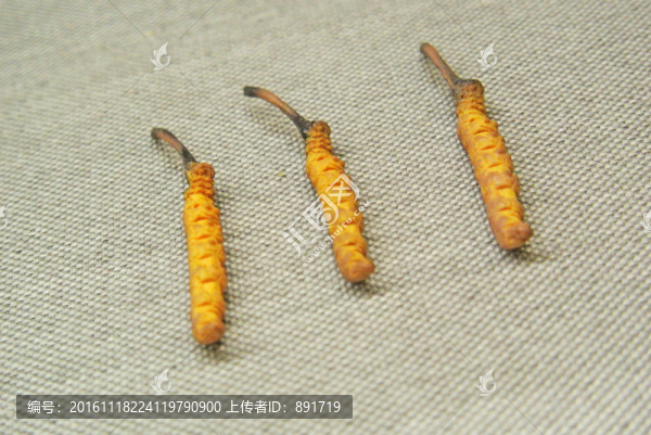 中草藥,中藥材,冬蟲夏草