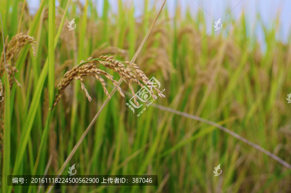 水稻