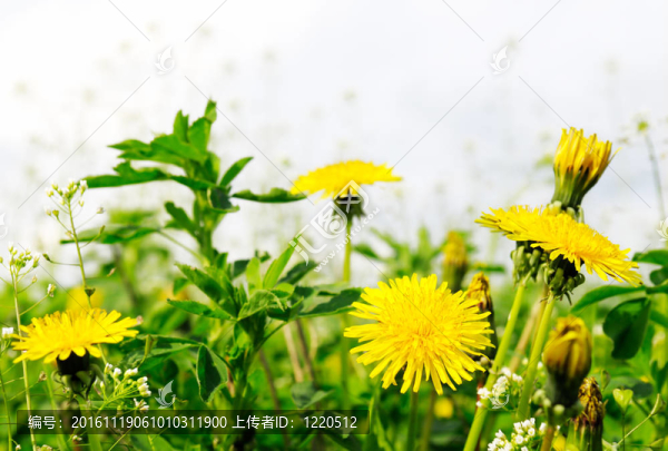 蒲公英-匯圖網(wǎng) www.fosd68.com 蒲公英