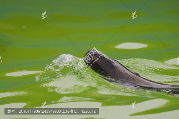 加利福尼亞海獅