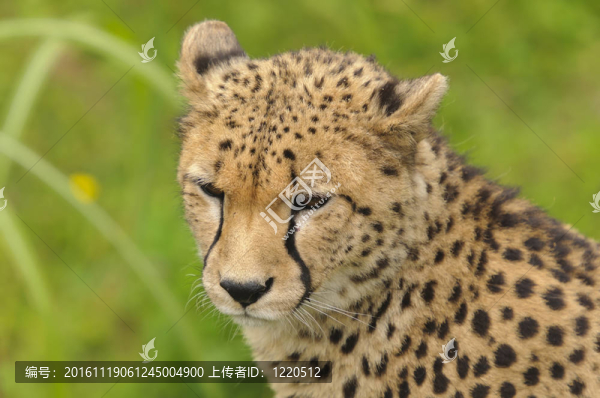 獵豹