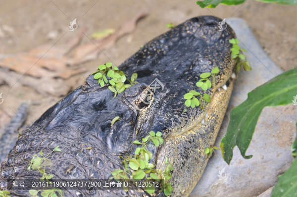 鱷魚(yú)