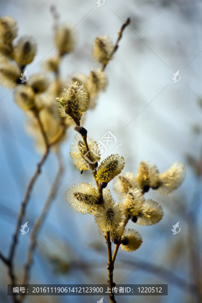 春天的花蕾-匯圖網(wǎng) www.fosd68.com 春天的花蕾