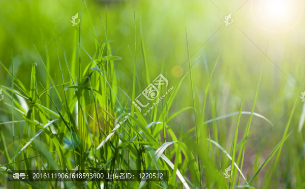 陽光明媚的春天的淺綠色草