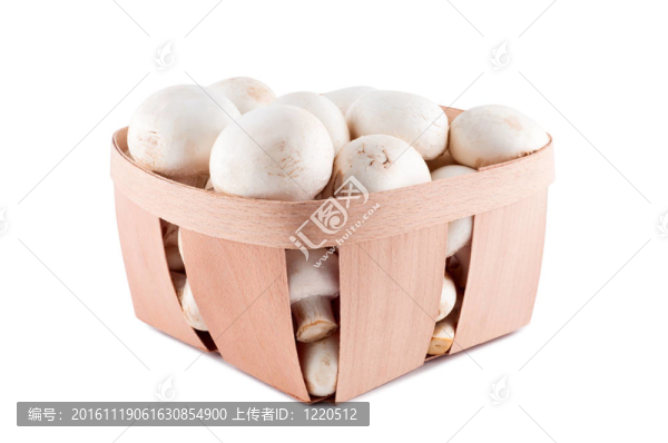 白色背景下的蘑菇。