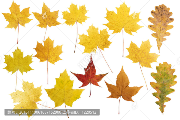 收集美麗多彩的秋天