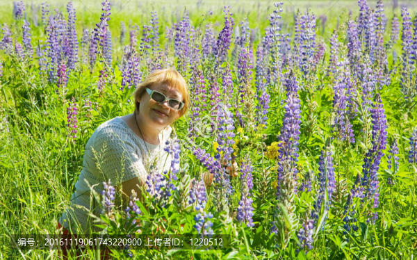 在紫色的野生羽扇豆植物的女人