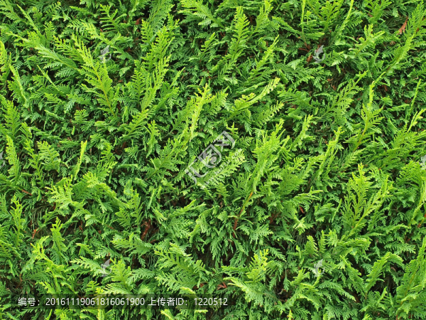植物背景-匯圖網(wǎng) www.fosd68.com 植物背景