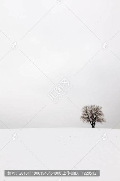 樹在冬天的田野里的雪