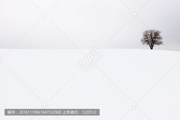 樹在冬天的田野里的雪