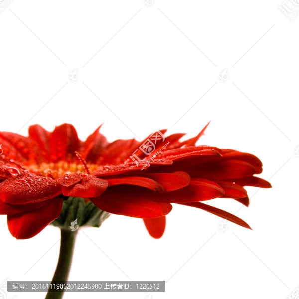 紅色的鮮花