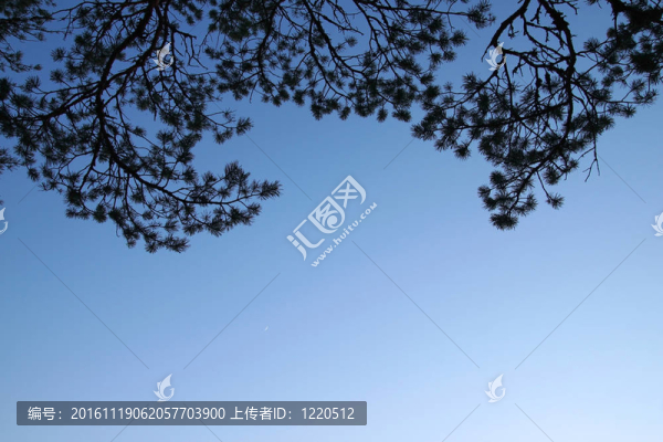 松枝