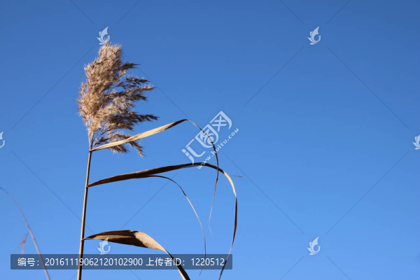 干蘆葦-匯圖網(wǎng) www.fosd68.com 干蘆葦