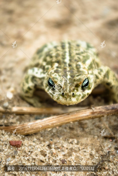 青蛙-匯圖網(wǎng) www.fosd68.com 青蛙