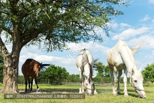 馬