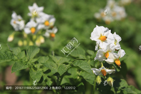 馬鈴薯植物開花