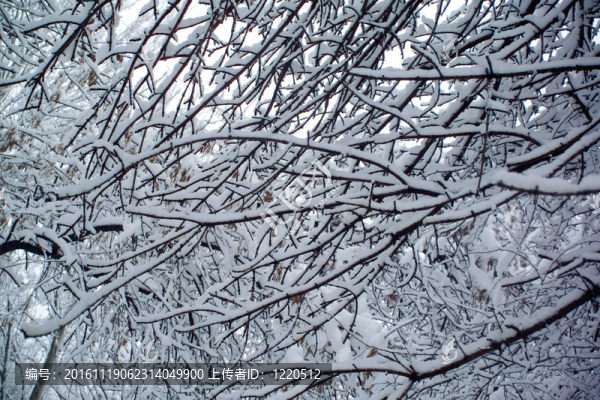 雪中的一棵樹的樹枝