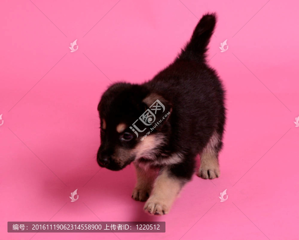 德國牧羊犬