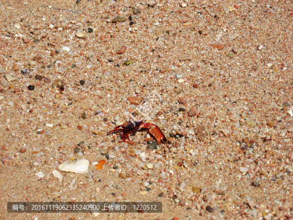 蟹；砂