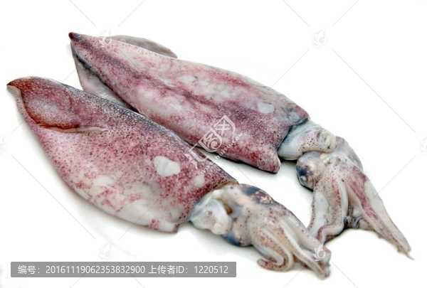 兩生魷魚
