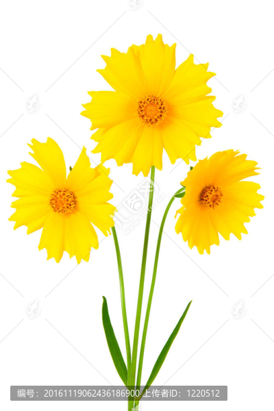 金雞菊的花-拉丁金雞菊ferulifolia；孤立在白色背景