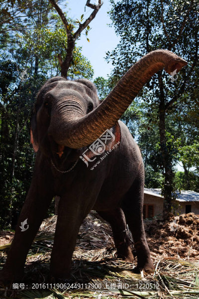 印度喀拉拉邦國內(nèi)的大象