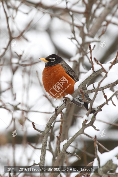 美洲知更鳥（Turdus,migratorius）