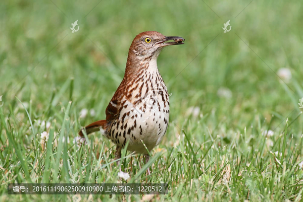 Brown,Thrasher（褐嘲rufum）
