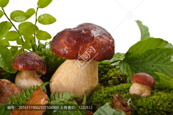 蘑菇（牛肝菌）