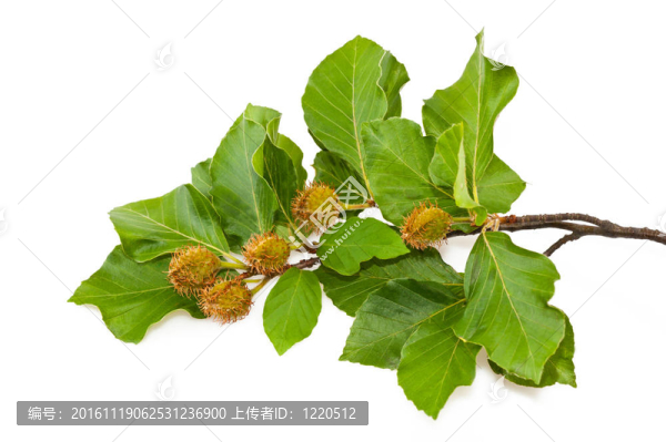 山毛櫸的早午餐