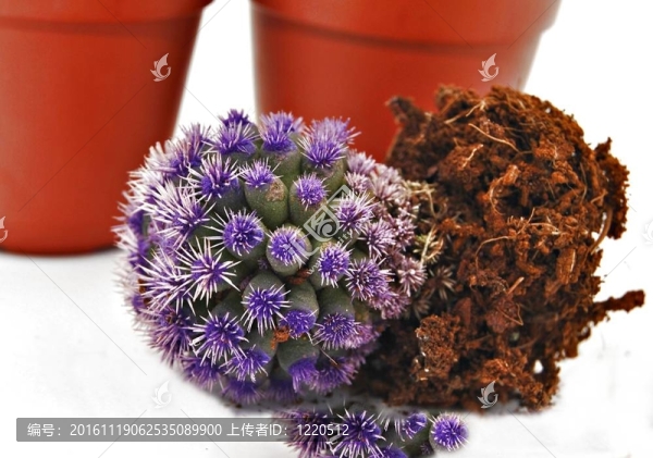 仙人掌變成紫色