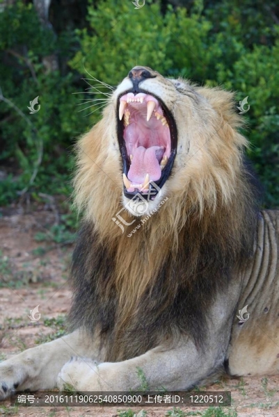 獅子張口露出牙齒