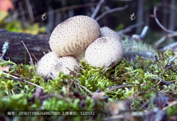 馬勃菌