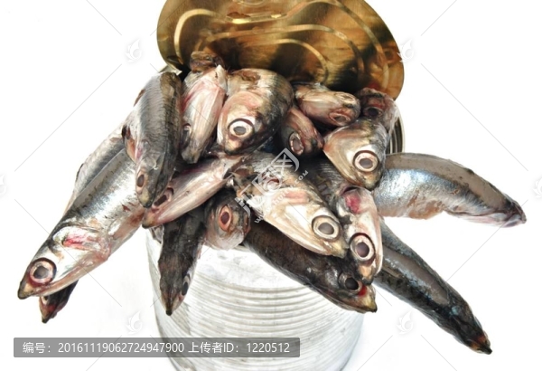 從金屬突起的鳳尾魚(yú)