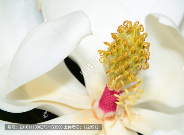 木蘭花