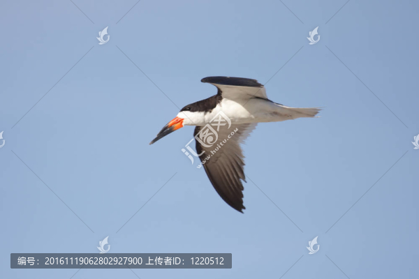 飛行中的黑蜻蜓