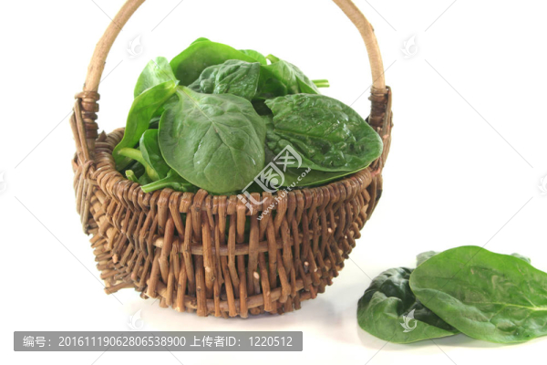菠菜葉