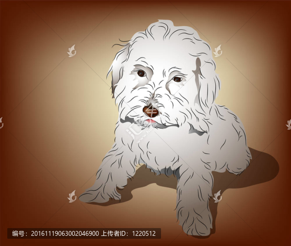 可愛的獅子狗小狗坐的姿勢(shì)和馬耳他混合