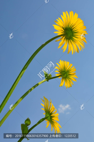 豹的禍根（多榔菊屬植物烏毛蕨）
