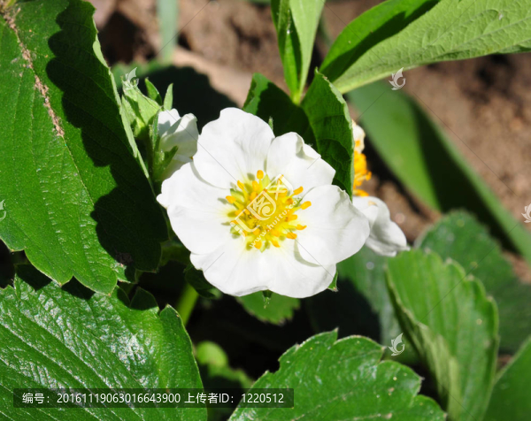 Strawberry,flower（Fragaria）