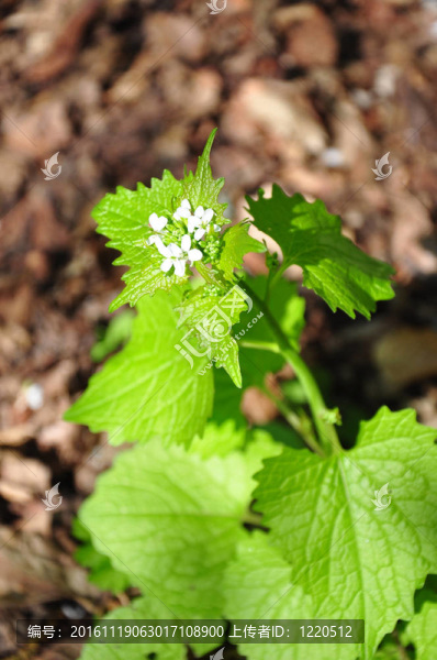 大蒜芥（Alliaria,petiolata）