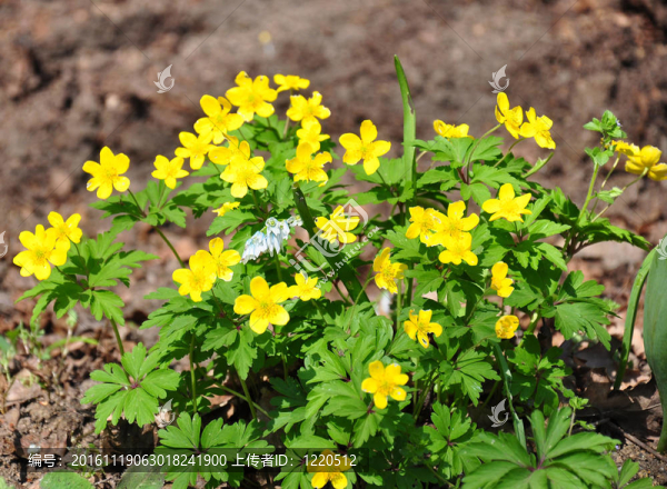 黃色銀蓮花（Anemone毛茛）
