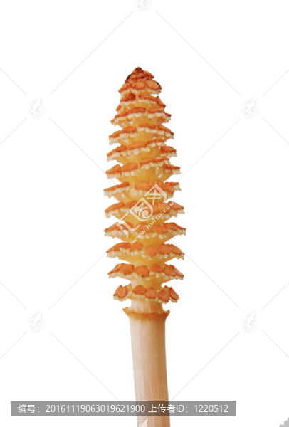 Horsetail,flower（木賊）