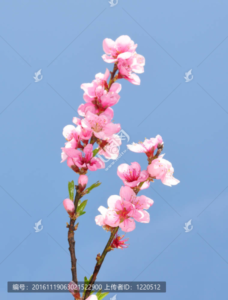 花桃（Prunus,persica）