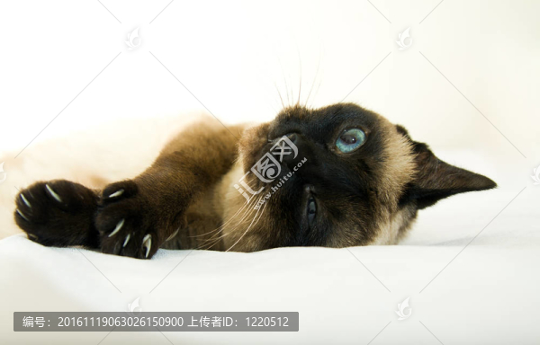 暹羅貓