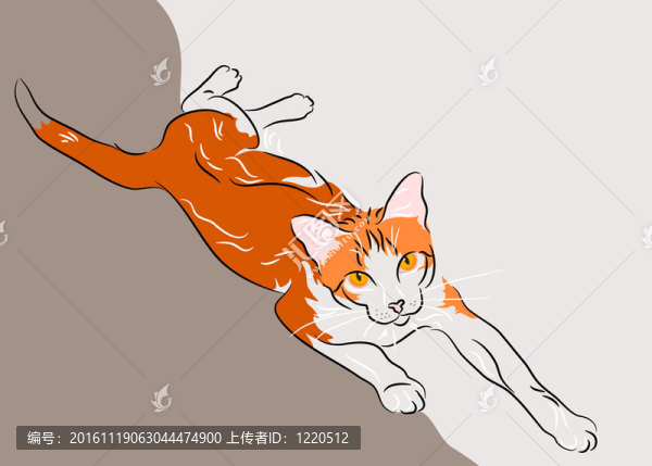 橙色和白色的貓