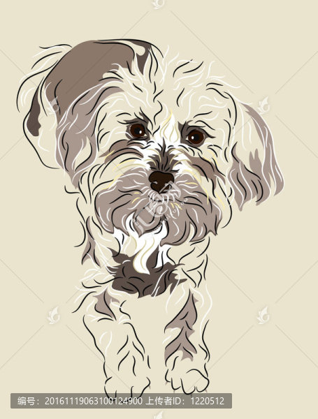 馬耳他和貴賓犬混合的小狗