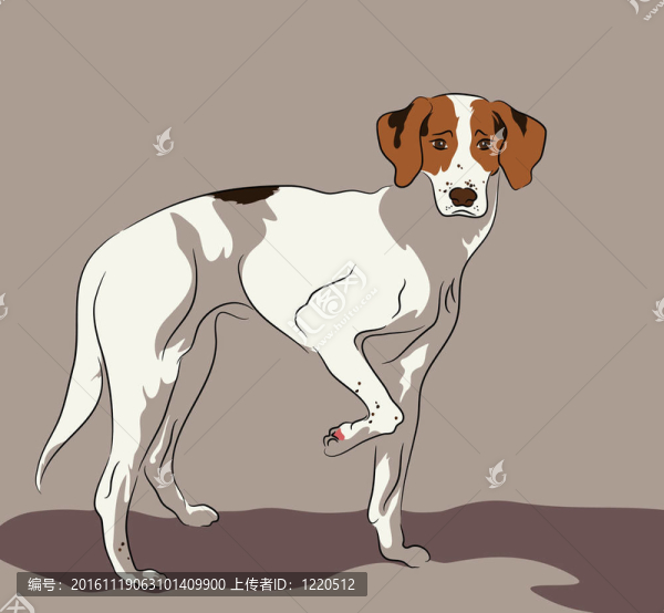 獵狐犬站立姿勢