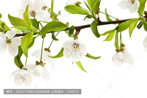 櫻桃樹(shù)。