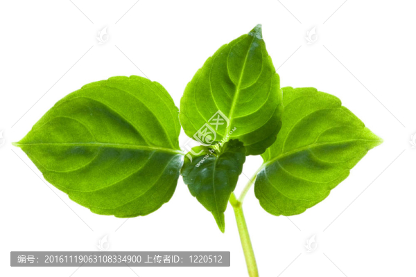 綠色的葉子。